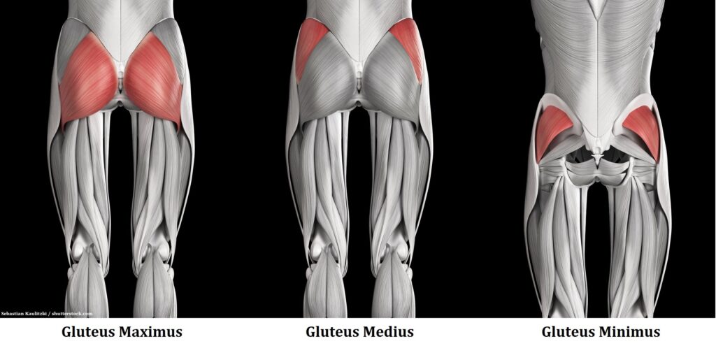 Body in Focus - Glute Muscles - pilates