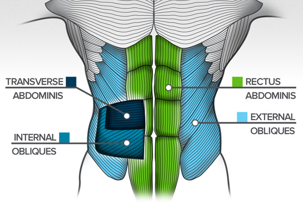 abdominal and core muscles 